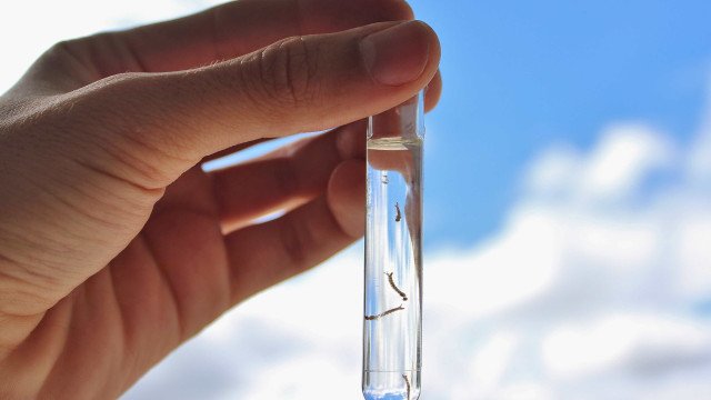 Falta de remédios é entrave para tratar forma grave da dengue, mostra estudo