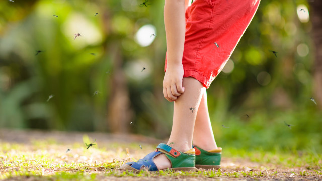 São Paulo registra o triplo de casos de dengue confirmados nos últimos 5 anos no mesmo período