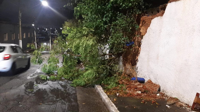 Chuvas em São Paulo: Árvore cai e expõe ossos em cemitério
