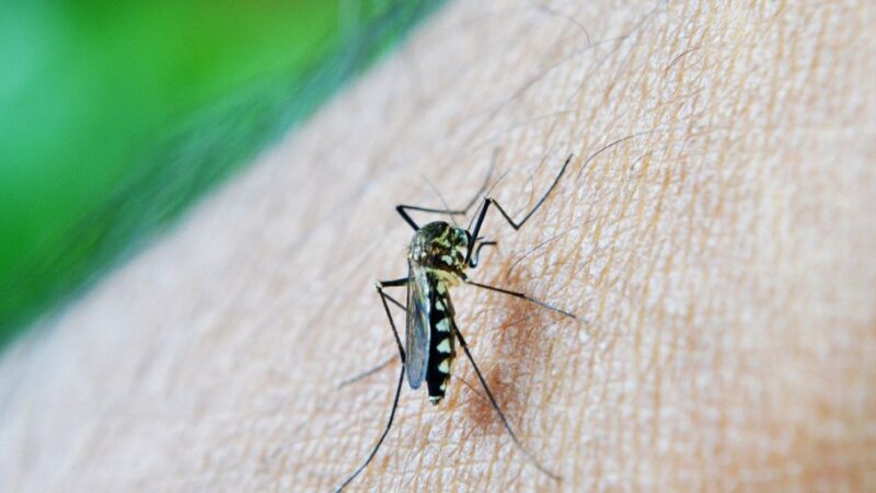 Casos de dengue em gestantes aumentam 345% em 2024