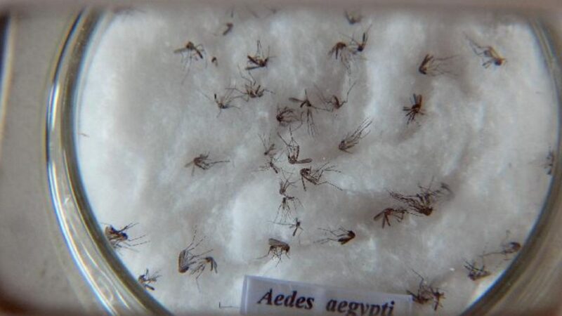Minas Gerais responde por um em cada três casos de dengue no país