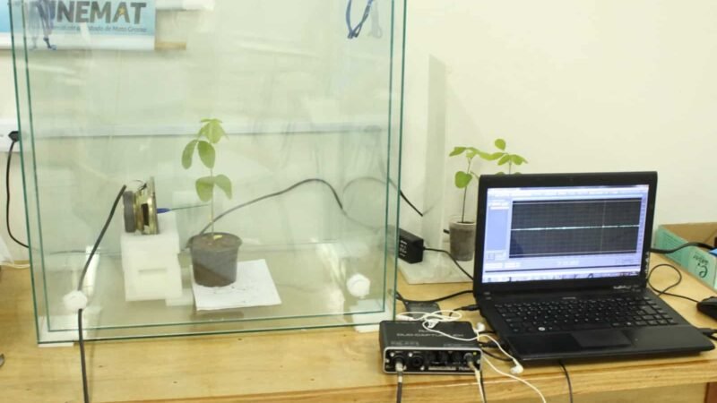 Pesquisadores da Unemat usam sinais vibratórios para manejar percevejos-praga nas lavouras