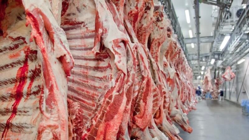Frigoríficos em Mato Grosso ampliam volume de abate de bovinos e superam média histórica