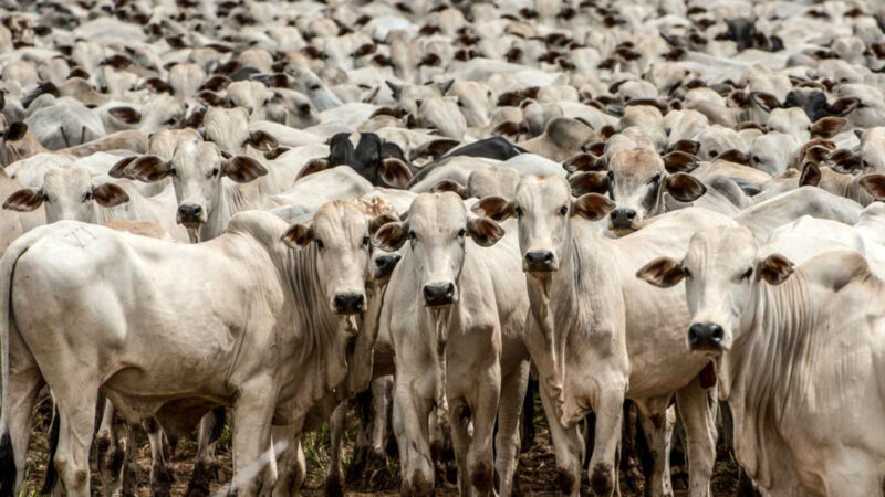 Cotação da vaca gorda e boi em Mato Grosso cai