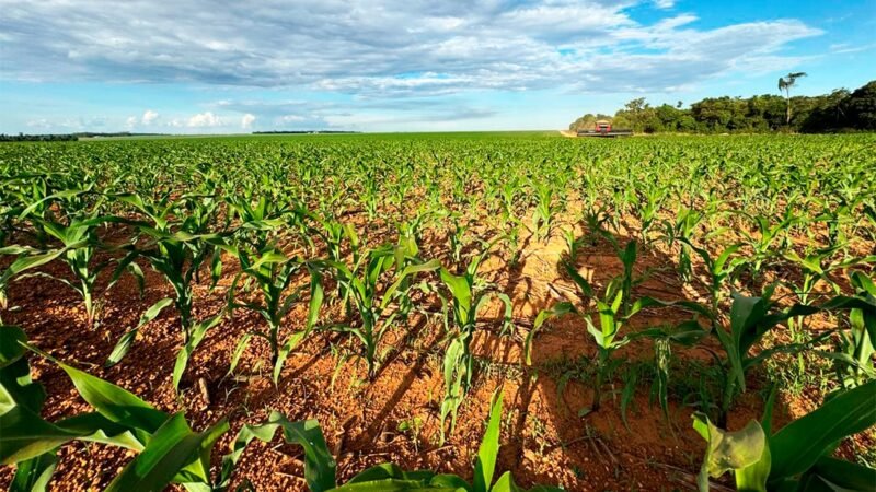 Custo do milho em Mato Grosso cai e IMEA calcula 103 sacas/hectare para pagar a conta