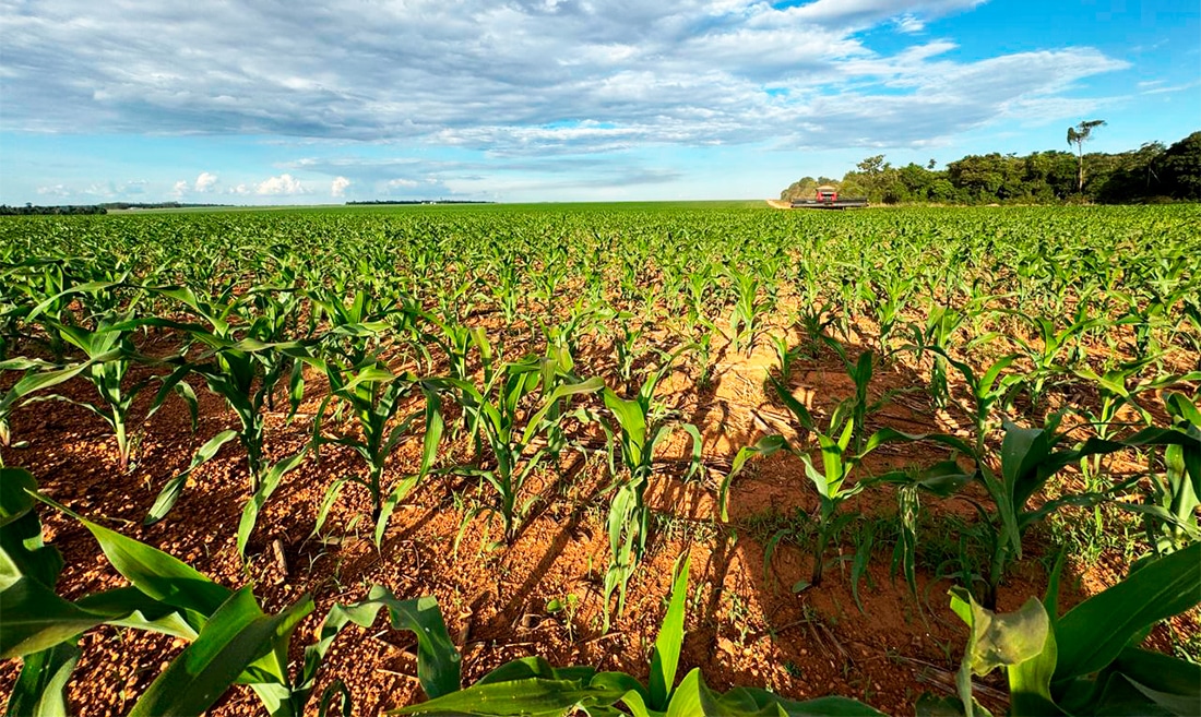 Custo do milho em Mato Grosso cai e IMEA calcula 103 sacas/hectare para pagar a conta