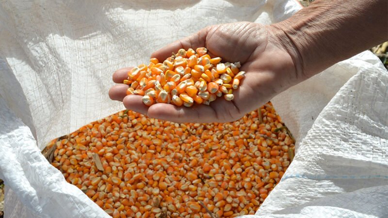 Preço do milho disponível em Mato Grosso cai; plantio na reta final