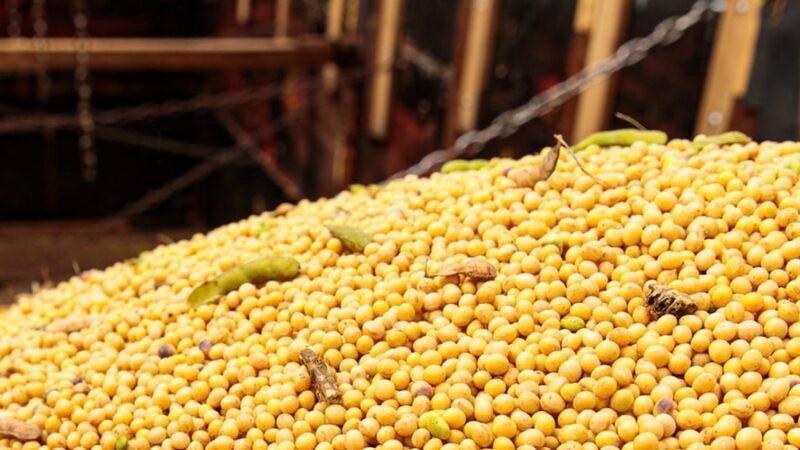 Venda da soja em fevereiro chega a 46% da safra de Mato Grosso