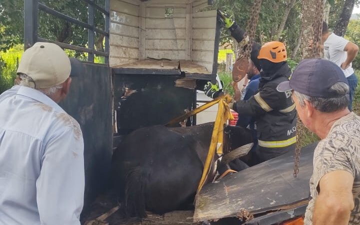 Poxoréu: Corpo de Bombeiros resgata cavalo que ficou preso nas ferragens em trailer de transporte