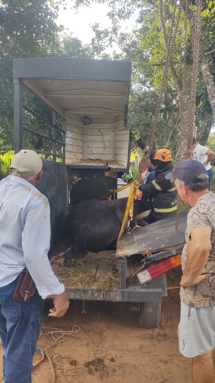 Poxoréu: Corpo de Bombeiros resgata cavalo que ficou preso nas ferragens em trailer de transporte