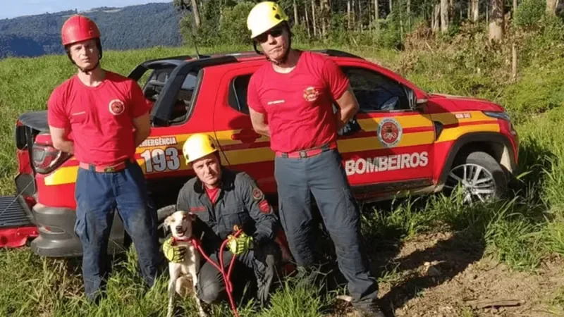 Santa Catarina: Bombeiros andam 40 km e fazem rapel para resgatar cachorro fujão