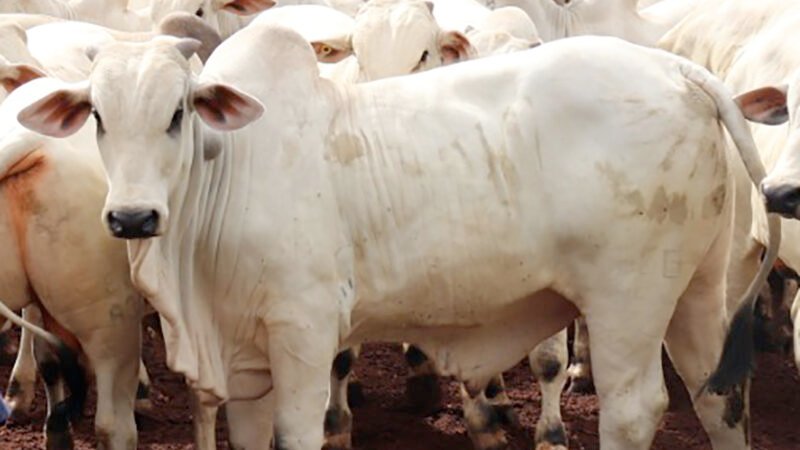 Cotação do boi gordo e da vaca tem queda em Mato Grosso