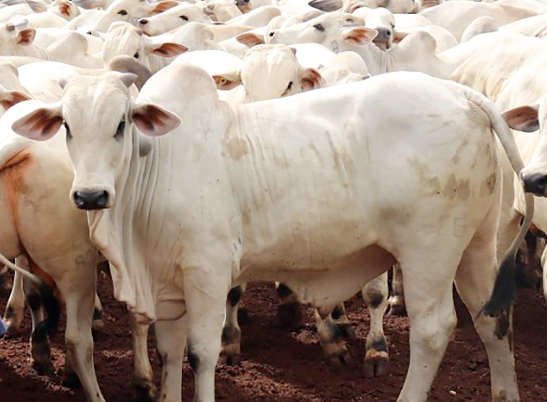 Cotação do boi gordo e da vaca tem queda em Mato Grosso