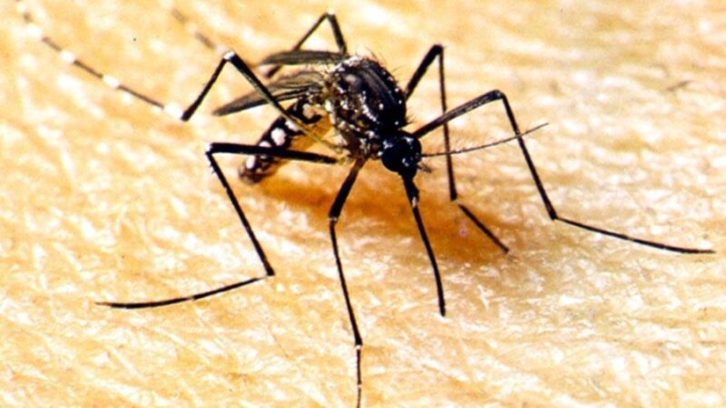 Campanha de conscientização contra dengue em Mato Grosso: Cronograma tem ações previstas até o dia 30 de março; confira a programação sugerida pela SES