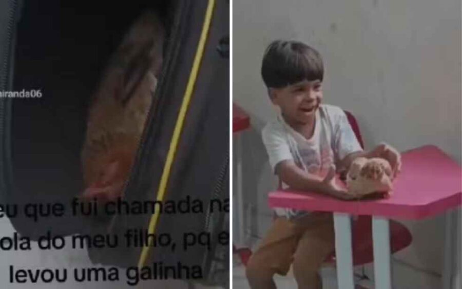 Menino leva galinha de estimação escondida na mochila para escola (vídeo)