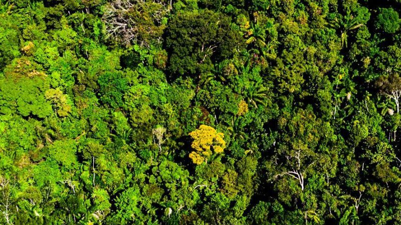 Mato Grosso registra queda de 74% no desmatamento da Amazônia Legal nos primeiros meses de 2024