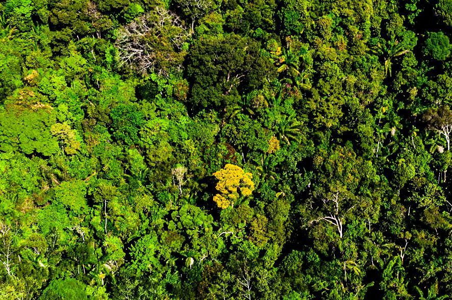 Mato Grosso registra queda de 74% no desmatamento da Amazônia Legal nos primeiros meses de 2024