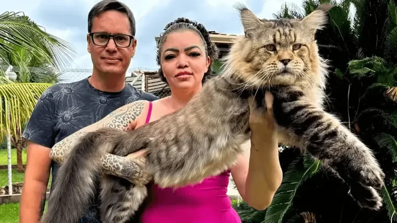 Gato gigante brasileiro pode entrar no Guinness