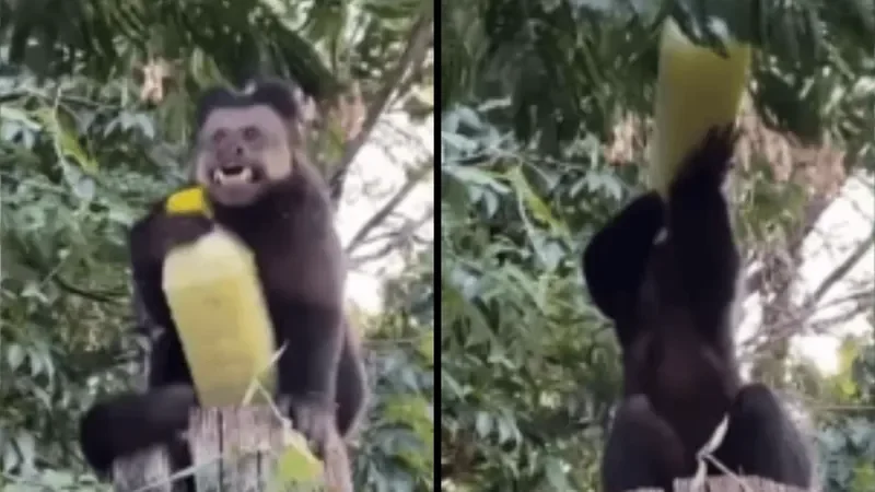 Macaco ‘rouba’ caldo de cana de turista e debocha dando risada (vídeo)
