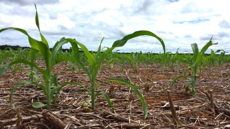 Concluído plantio de milho em Mato Grosso