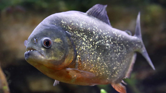 Onze pessoas são atacadas por piranhas em represa no interior de SP