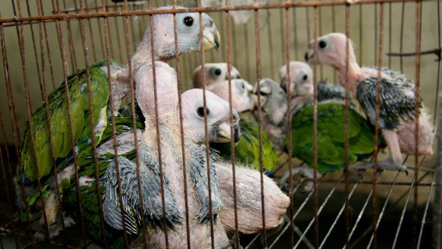 Animais silvestres são resgatados no Rio de Janeiro