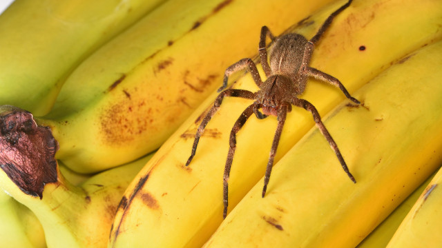 Aranha armadeira pica menino de 3 anos em Nova Lima: mãe faz alerta
