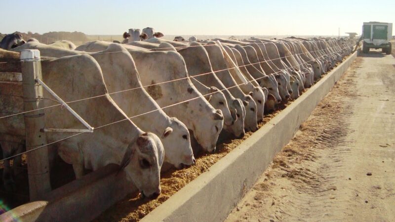 Preço do boi gordo cai e do magro para confinamento em MT sobe