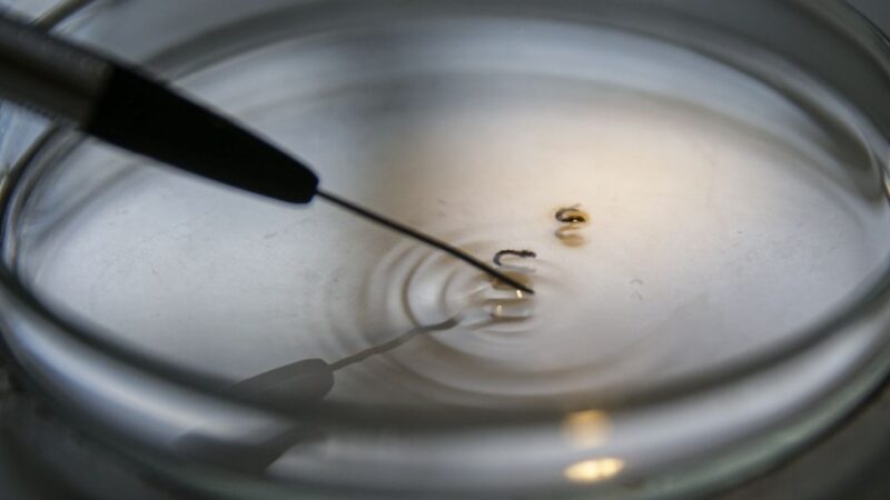 Brasil supera 1 mil mortes por dengue este ano