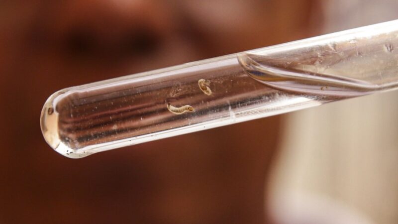 Brasil passa de 4 milhões de casos de dengue; mortes chegam a 1.937