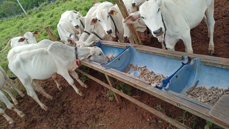 Pesquisa estuda melhorar produtividade e reduzir emissões de metano na pecuária de MT