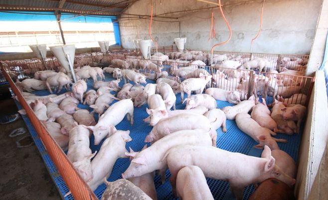 Preço do suíno vivo em Mato Grosso cai 2,2%
