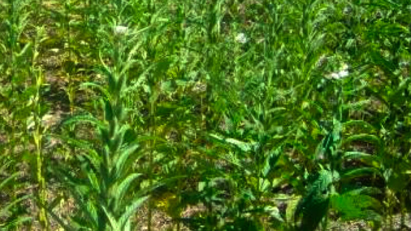 Produção de gergelim deve aumentar 105% em Mato Grosso acima da média nacional