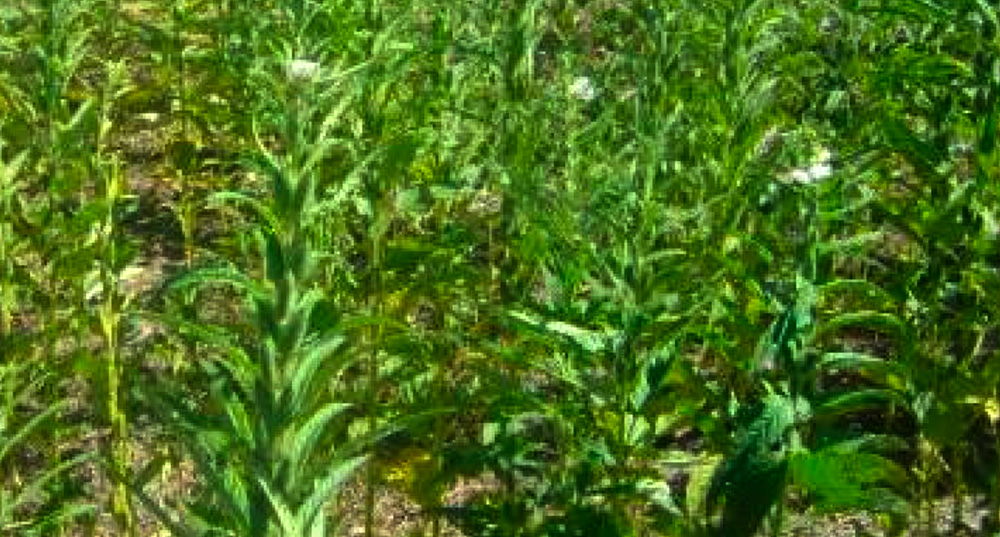 Produção de gergelim deve aumentar 105% em Mato Grosso acima da média nacional