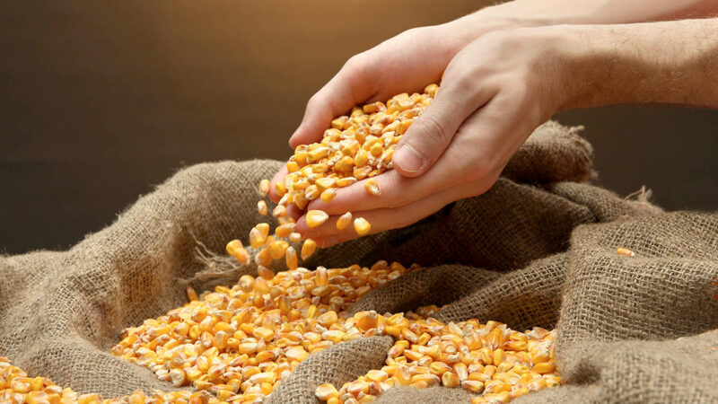 Preço do milho em Mato Grosso sobe 1,8% e média vai a R$ 34, diz instituto