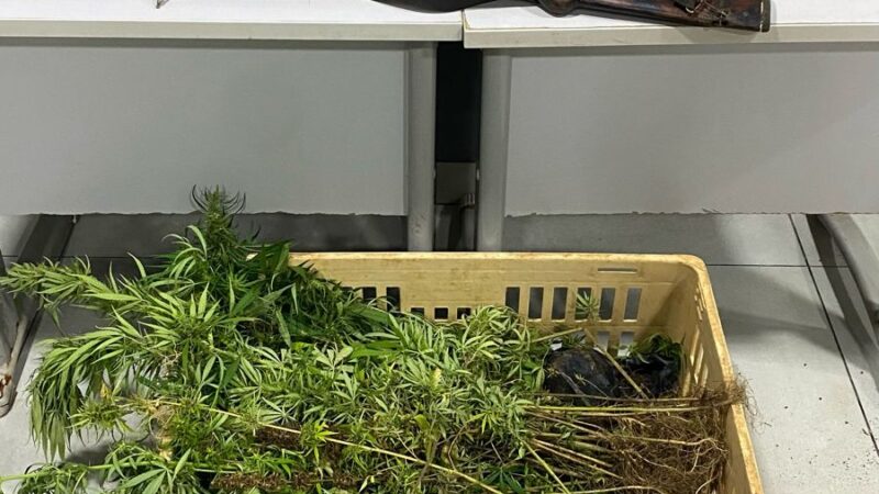 Policiais Militares da Força Tática prendem dois homens por porte ilegal de arma, munições e cultivo de maconha em zona rural de Cáceres