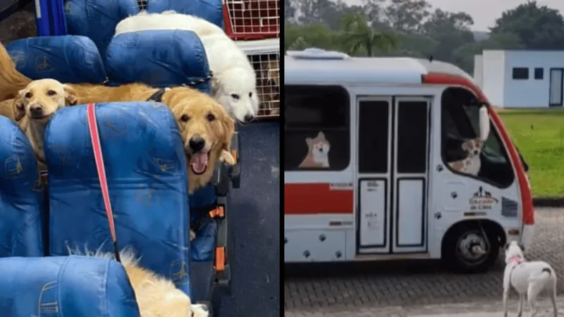 Creche para cães lança ônibus “Escãolar” e faz sucesso em Santa Catarina (Vídeo)