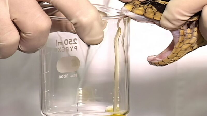 Saúde altera distribuição de soro antiofídico em terras indígenas