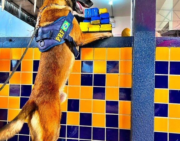 PRF apreende drogas durante fiscalização em rodovia de Mato Grosso