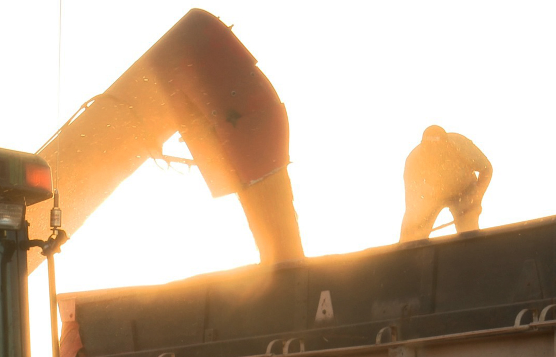 Vendas de milho avançam em Mato Grosso; preço cai 9,6%