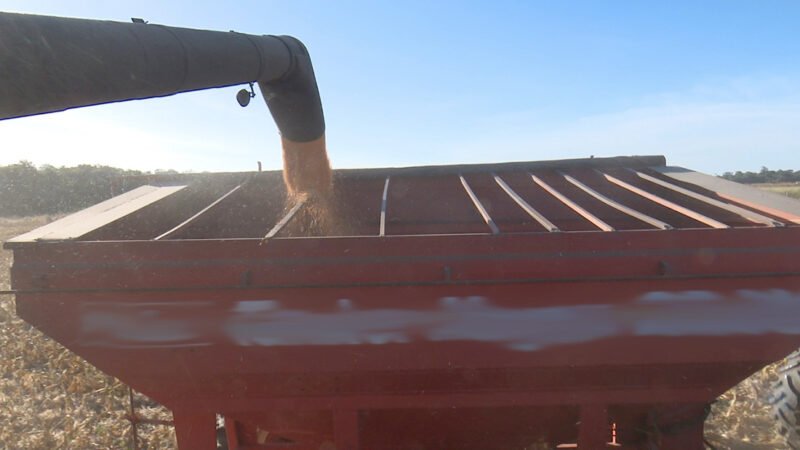 Cotação do milho disponível em Mato Grosso cai 4%