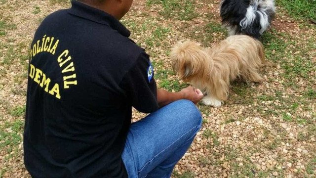 Crime de zoofilia é tipificado por comissão do Senado