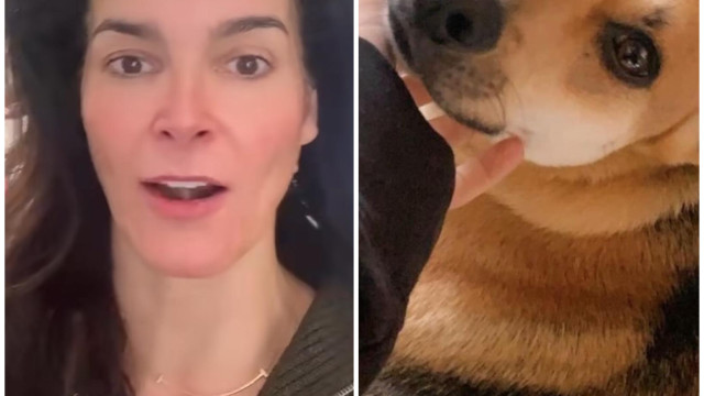 Entregador mata a tiros cachorrinho da atriz Angie Harmon; artista desafa