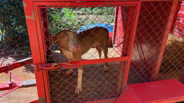 Idoso é atacado nas mãos, braços e pernas por um Pitbull em Minas Gerais
