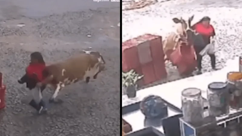 Vaca atropela mulher e invade mercado em Minas Gerais