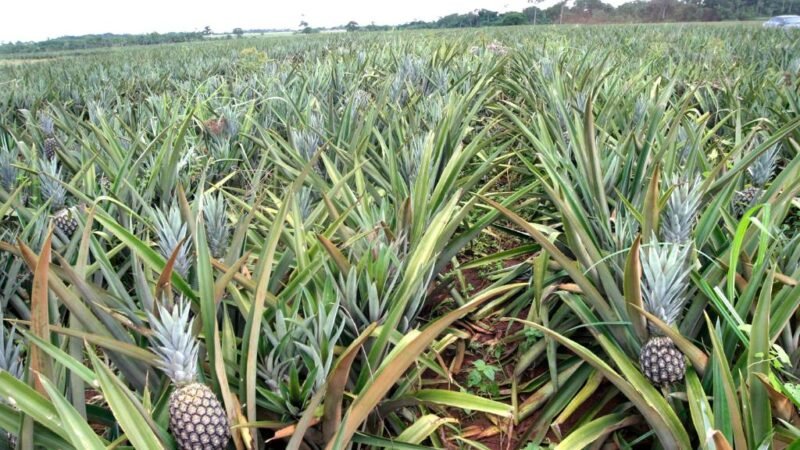 Mato Grosso sedia Simpósio Brasileiro do Abacaxizeiro para discutir novas tecnologias e produção