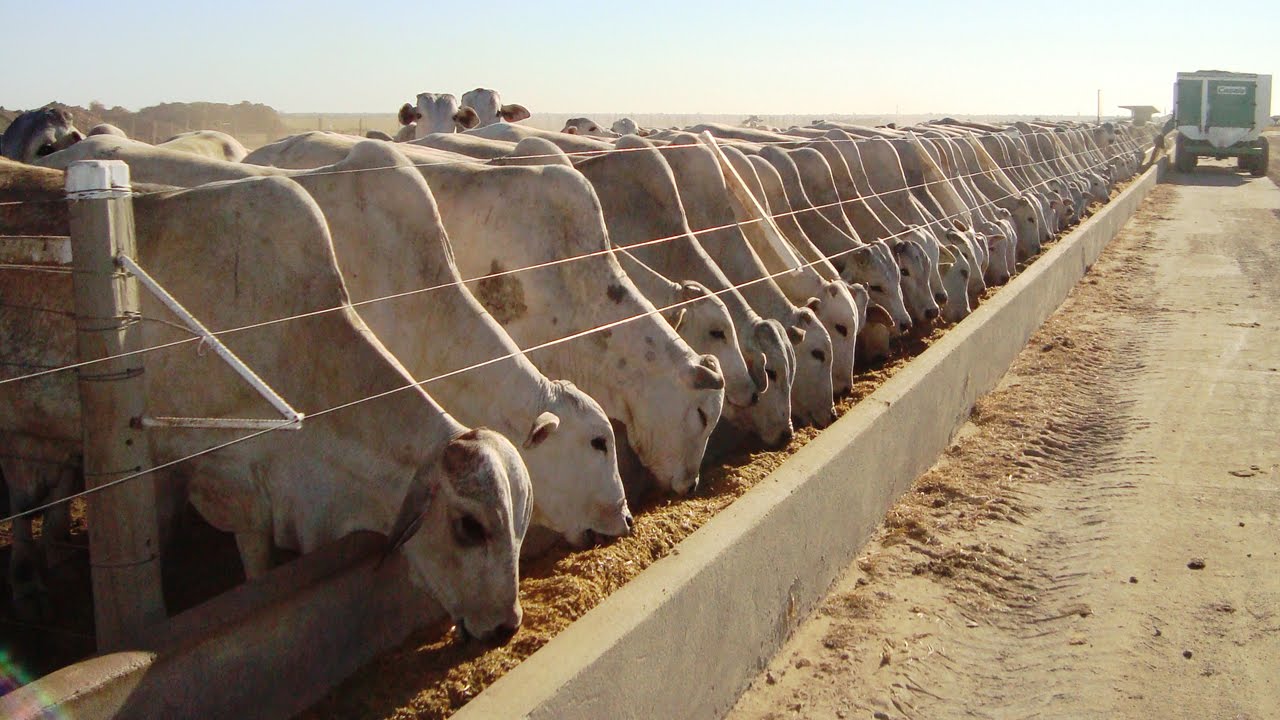 Confinamento de gado em Mato Grosso sobe 30%, aponta levantamento