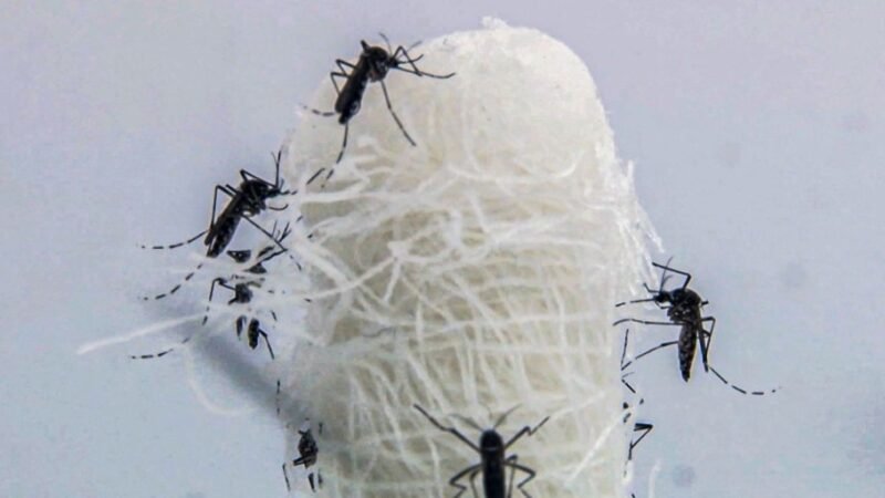 Casos de dengue entram em queda no estado do Rio