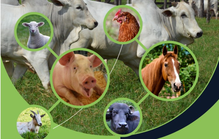 Prazo para atualização de estoque de rebanho ao INDEA será até 04 de junho