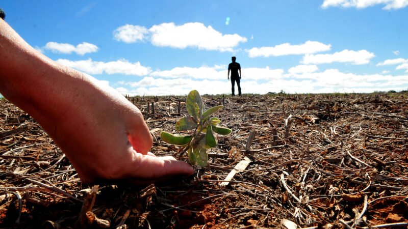 Vazio sanitário da soja começa dia 8 de junho em Mato Grosso